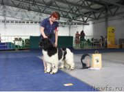 Превью фото № 152913