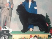 Превью фото № 152945