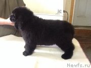 Превью фото № 152946