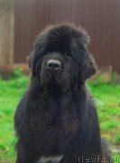 Превью фото № 152967