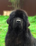 Превью фото № 152969