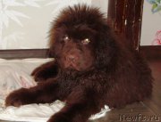 Превью фото № 153021