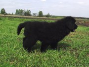 Превью фото № 153035