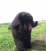 Превью фото № 153036