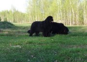 Превью фото № 153047