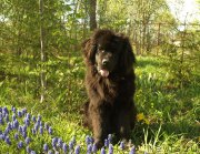 Превью фото № 153074