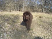 Превью фото № 153093