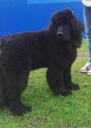 Превью фото № 153141