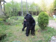 Превью фото № 153245