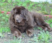 Превью фото № 153247