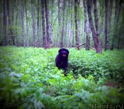 Превью фото № 153321