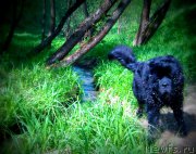 Превью фото № 153322