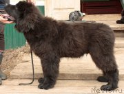 Превью фото № 153325