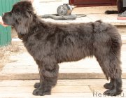 Превью фото № 153328