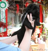 Превью фото № 153337