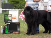 Превью фото № 153467