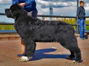 Превью фото № 153471