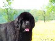 Превью фото № 153486