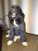 Превью фото № 153490