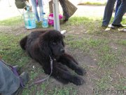 Превью фото № 153496