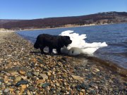 Превью фото № 153500