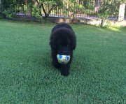 Превью фото № 153505