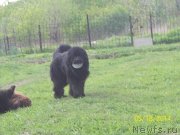 Превью фото № 153511