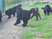 Превью фото № 153514