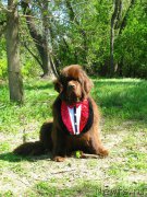 Превью фото № 153515