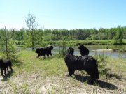 Превью фото № 153534