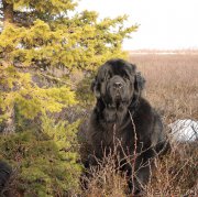 Превью фото № 153536