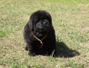 Превью фото № 153641