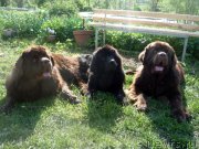 Превью фото № 153676