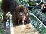 Превью фото № 153677