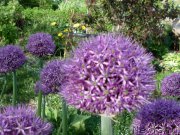 Превью фото № 153744