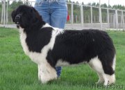 Превью фото № 153750