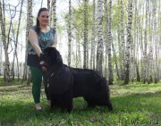 Превью фото № 153766