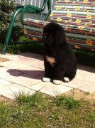 Превью фото № 153768