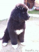 Превью фото № 153770