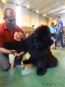 Превью фото № 153781