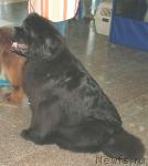 Превью фото № 15381