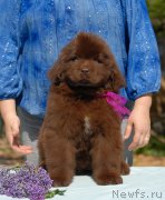 Превью фото № 153845