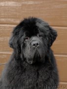 Превью фото № 153866