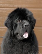 Превью фото № 153867