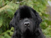 Превью фото № 153873