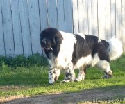 Превью фото № 153920