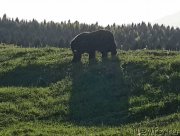 Превью фото № 153921