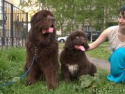 Превью фото № 153922