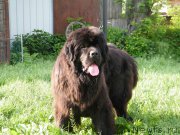 Превью фото № 153937