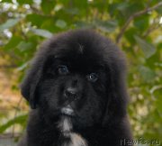 Превью фото № 154025